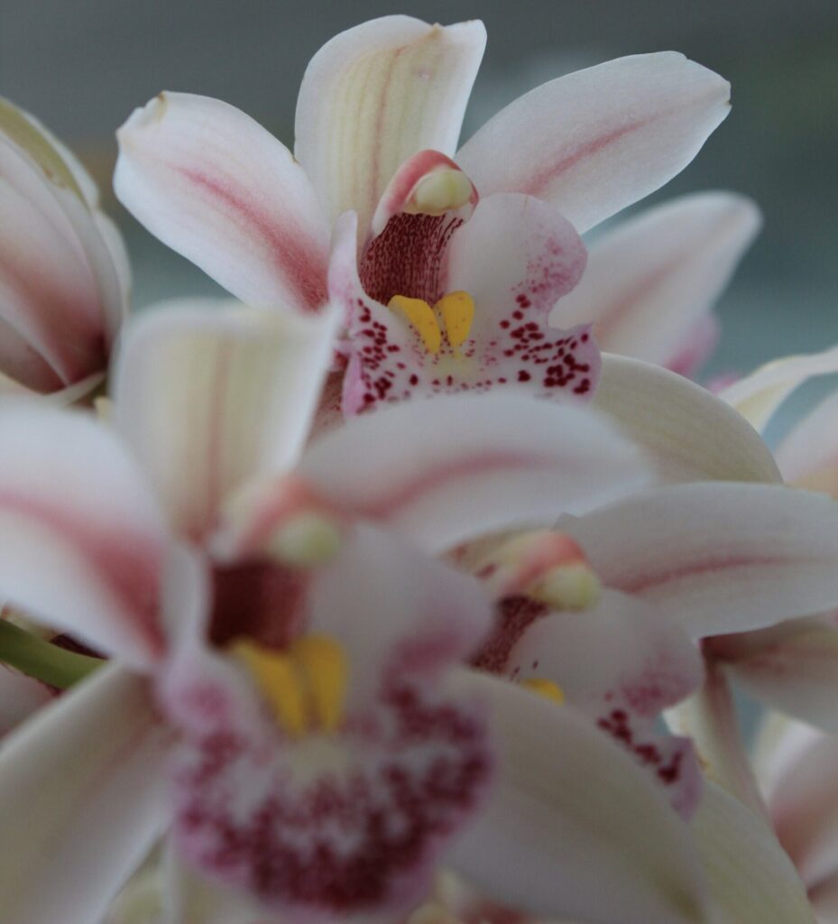 orquidea cymbidium