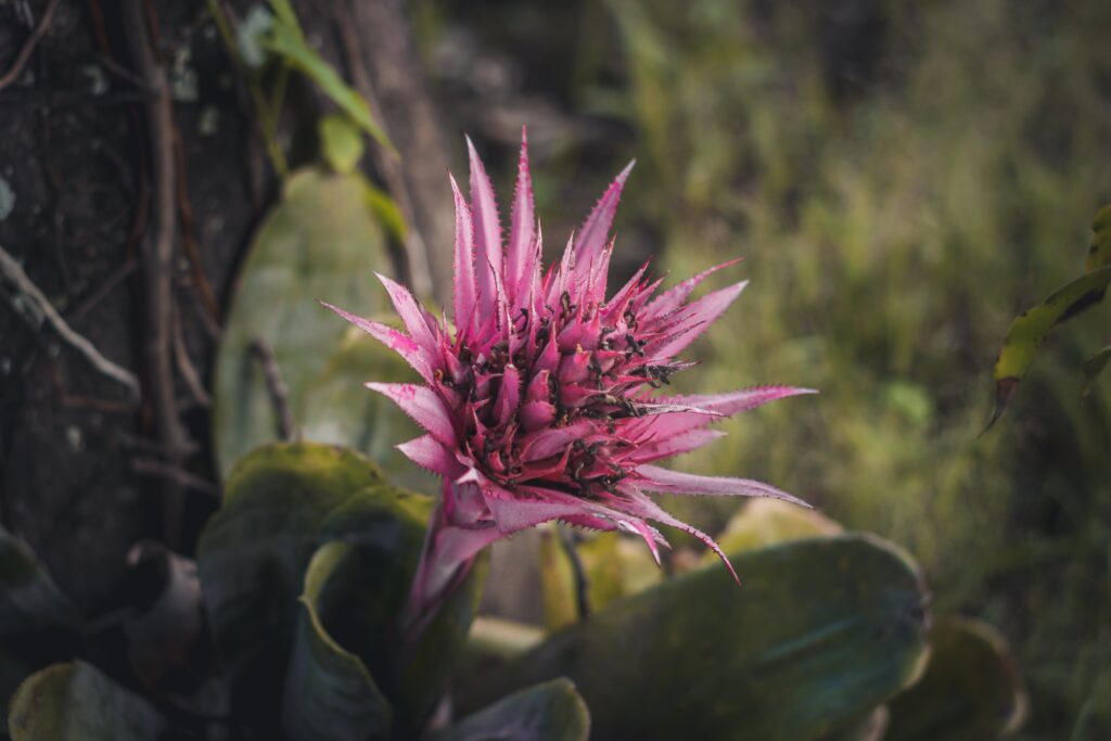 bromelia aechmea