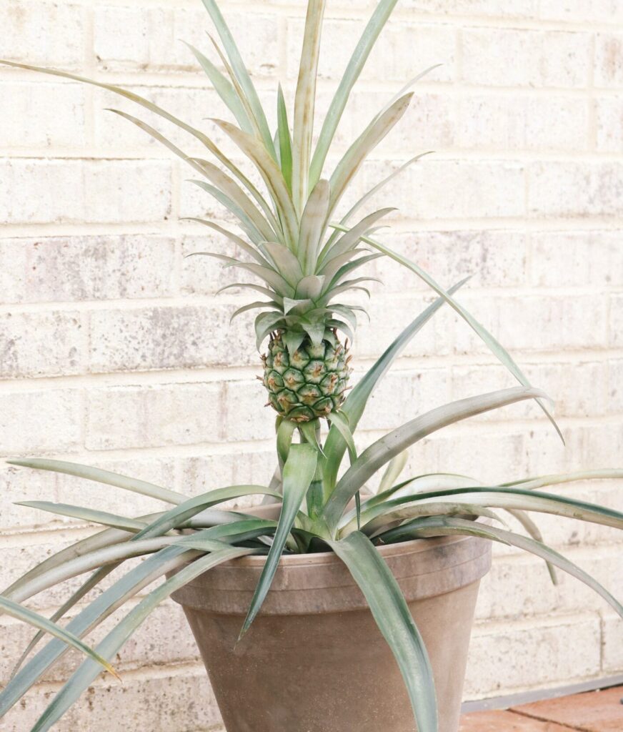 piña bromelia