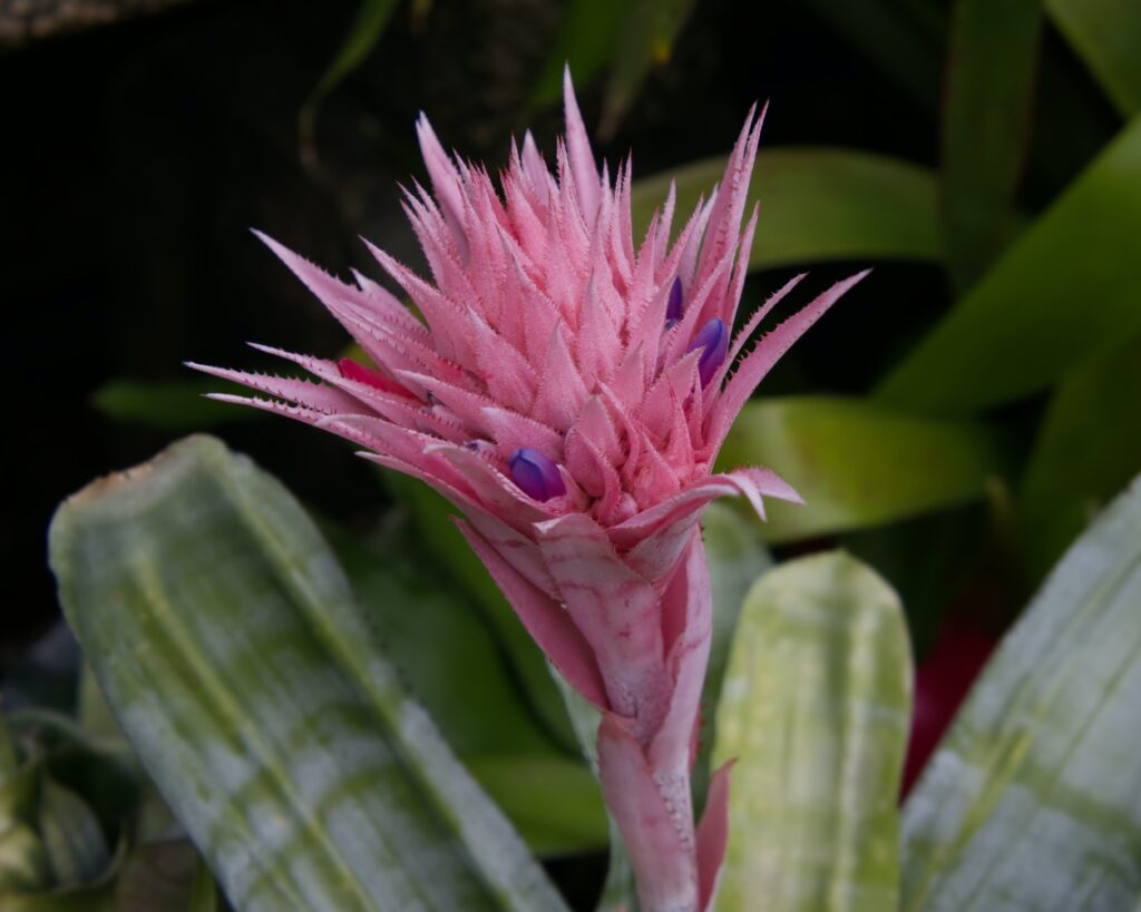 bromelia aechmea