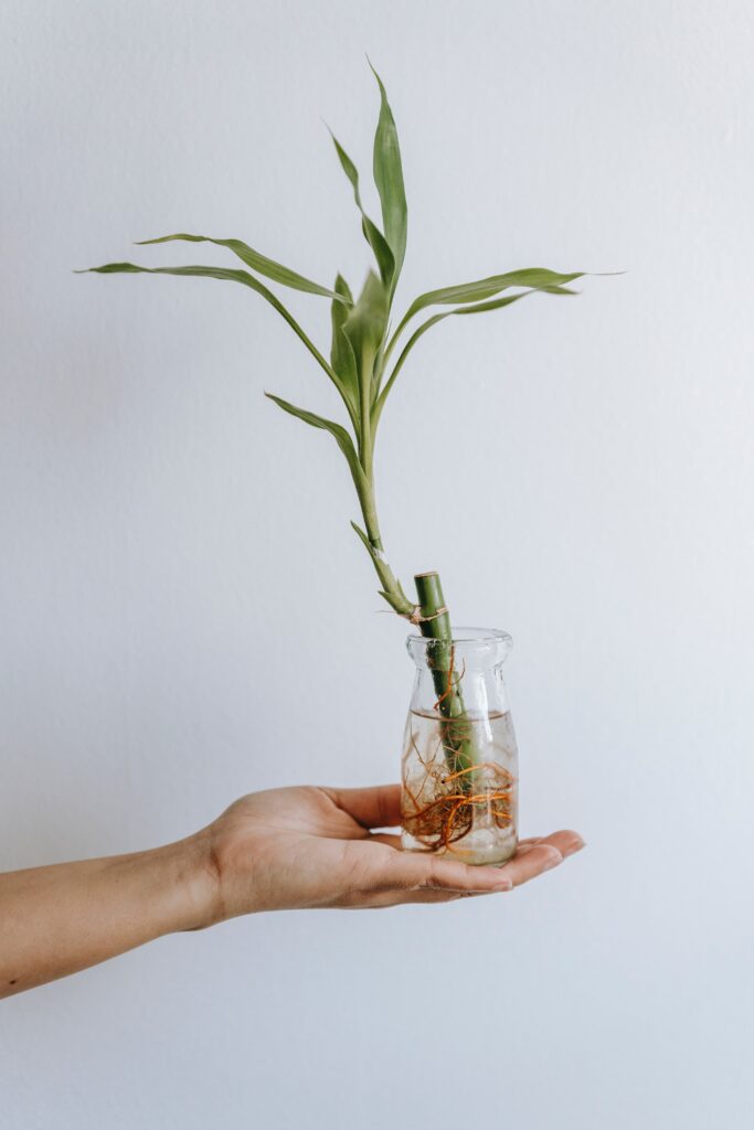 bambú de la suerte, dracaena sanderiana