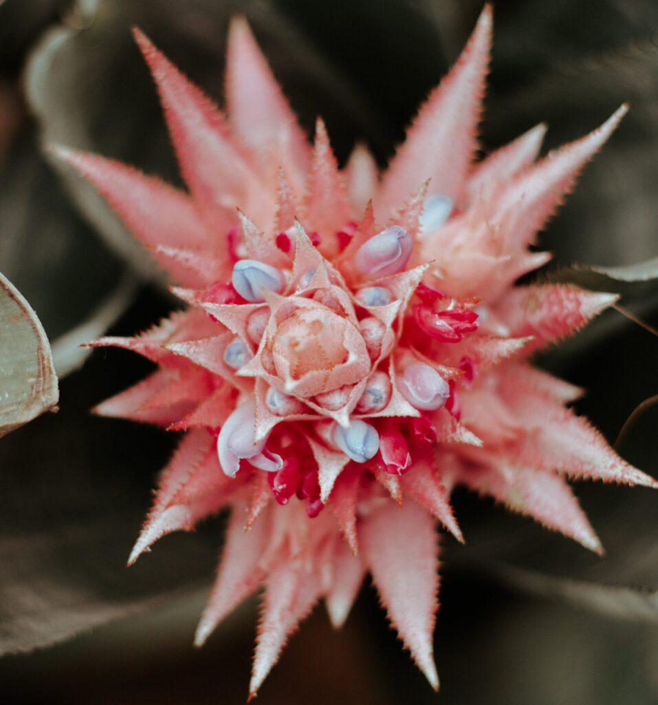 orquídea Aechmea