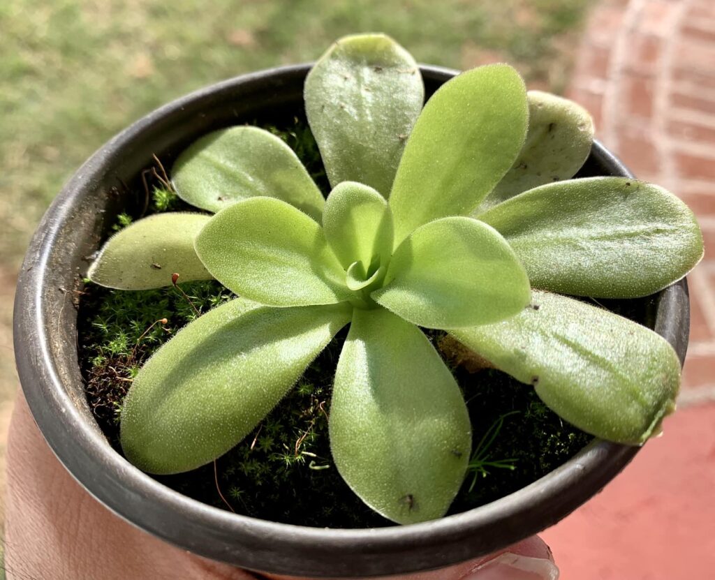 pinguicula cuidados y fotos
