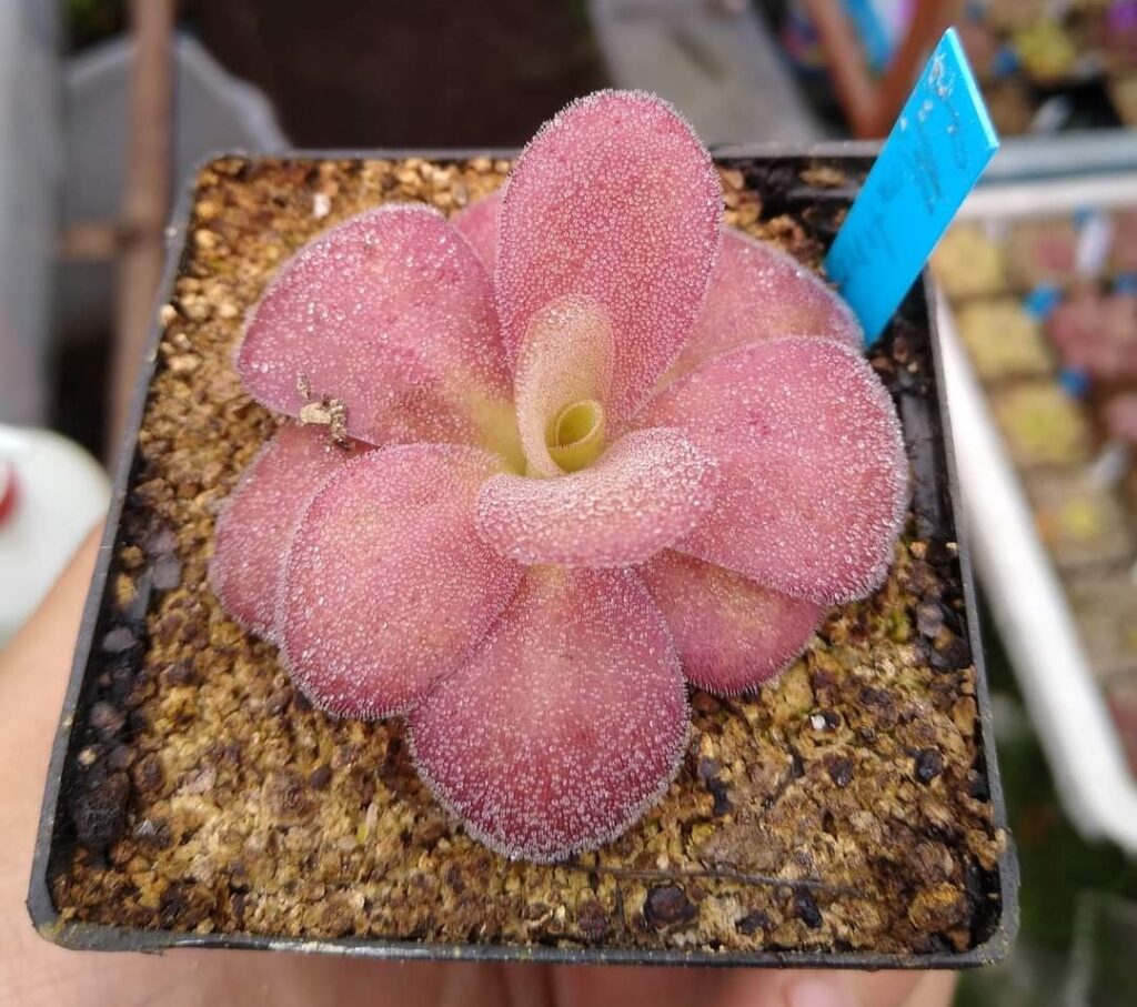 fotos pinguicula