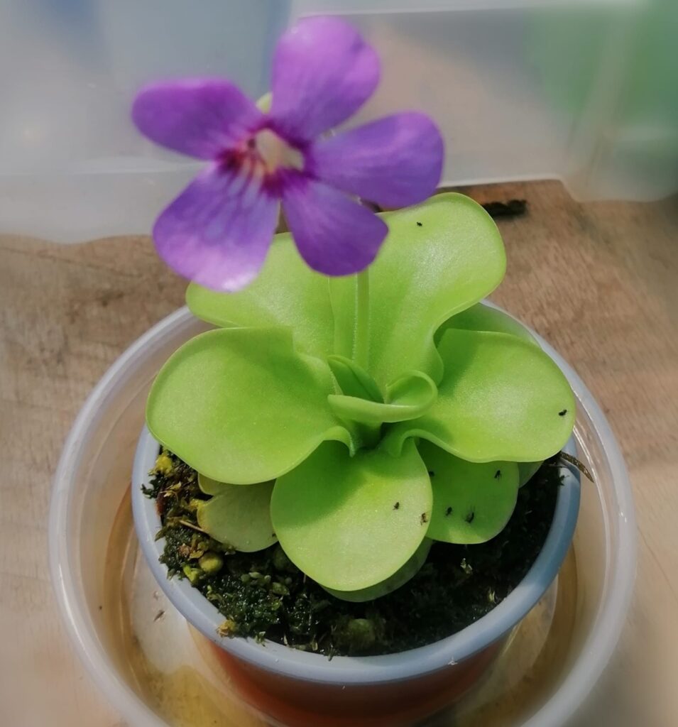 floración pinguicula