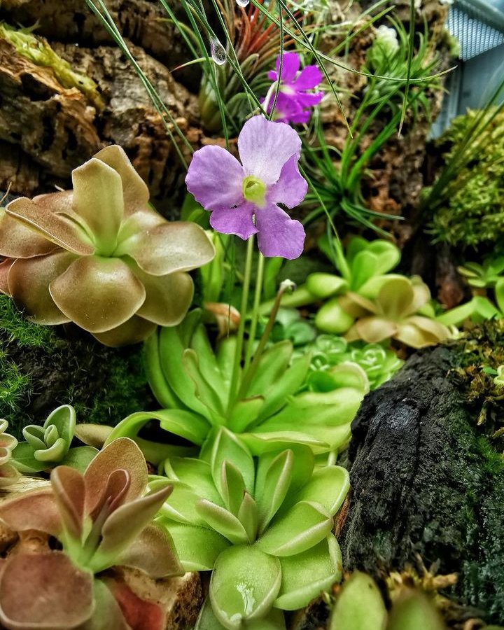 pinguicula en terrario