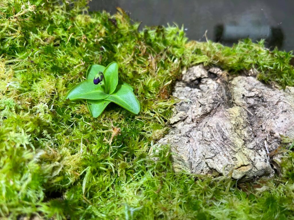 pinguicula grandiflora comprar