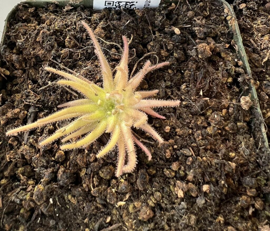 pinguicula gypsicola cuidados cultivo
