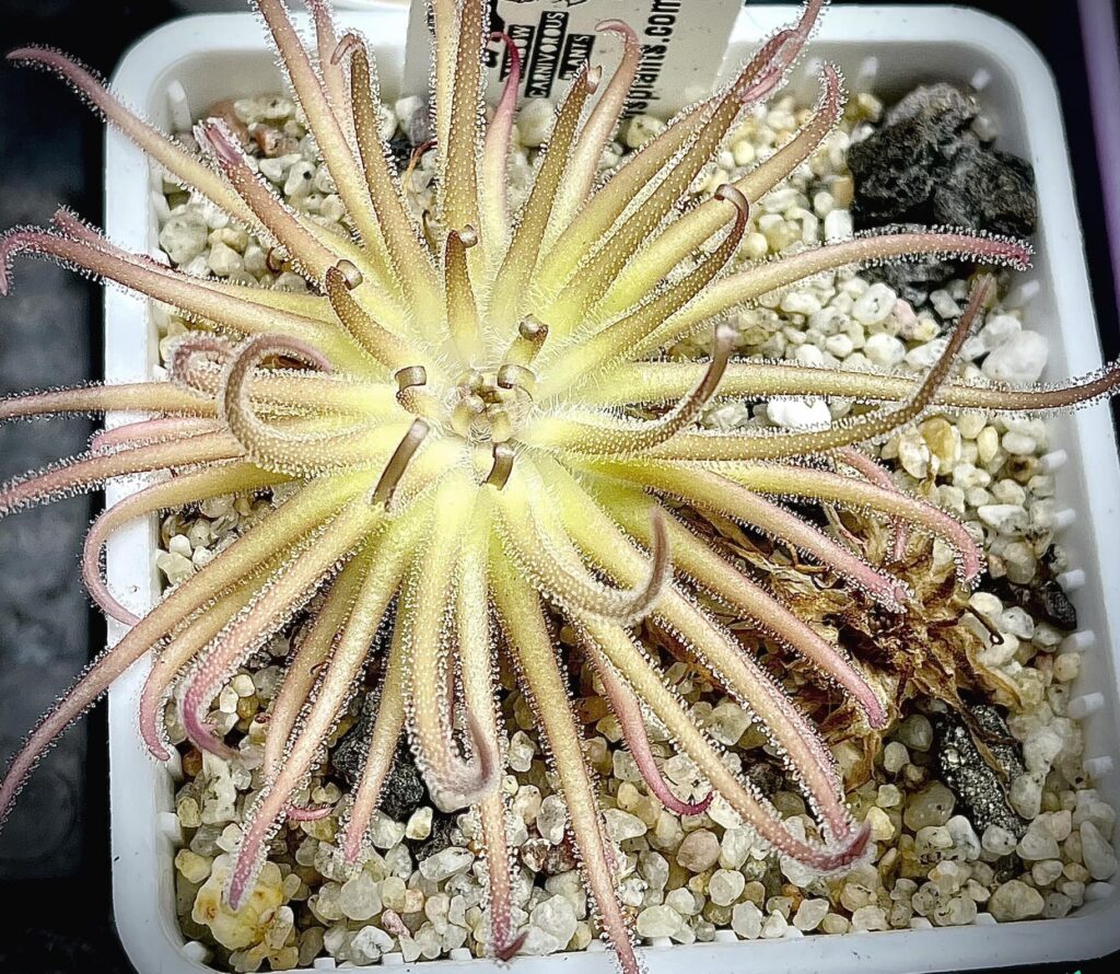pinguicula gypsicola