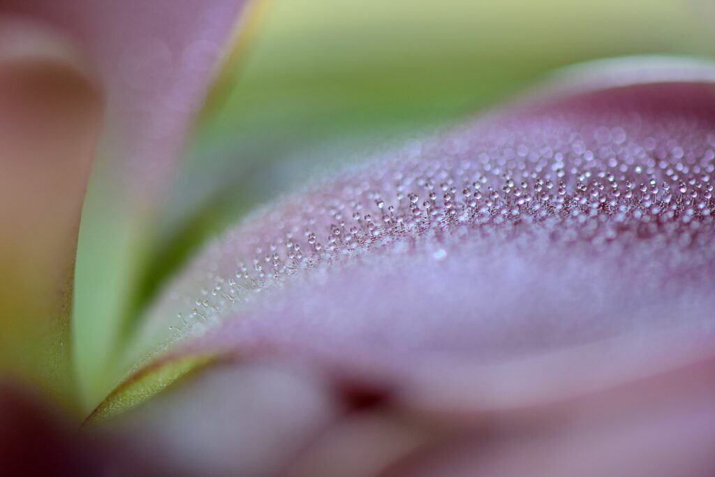 pinguicula pegamento