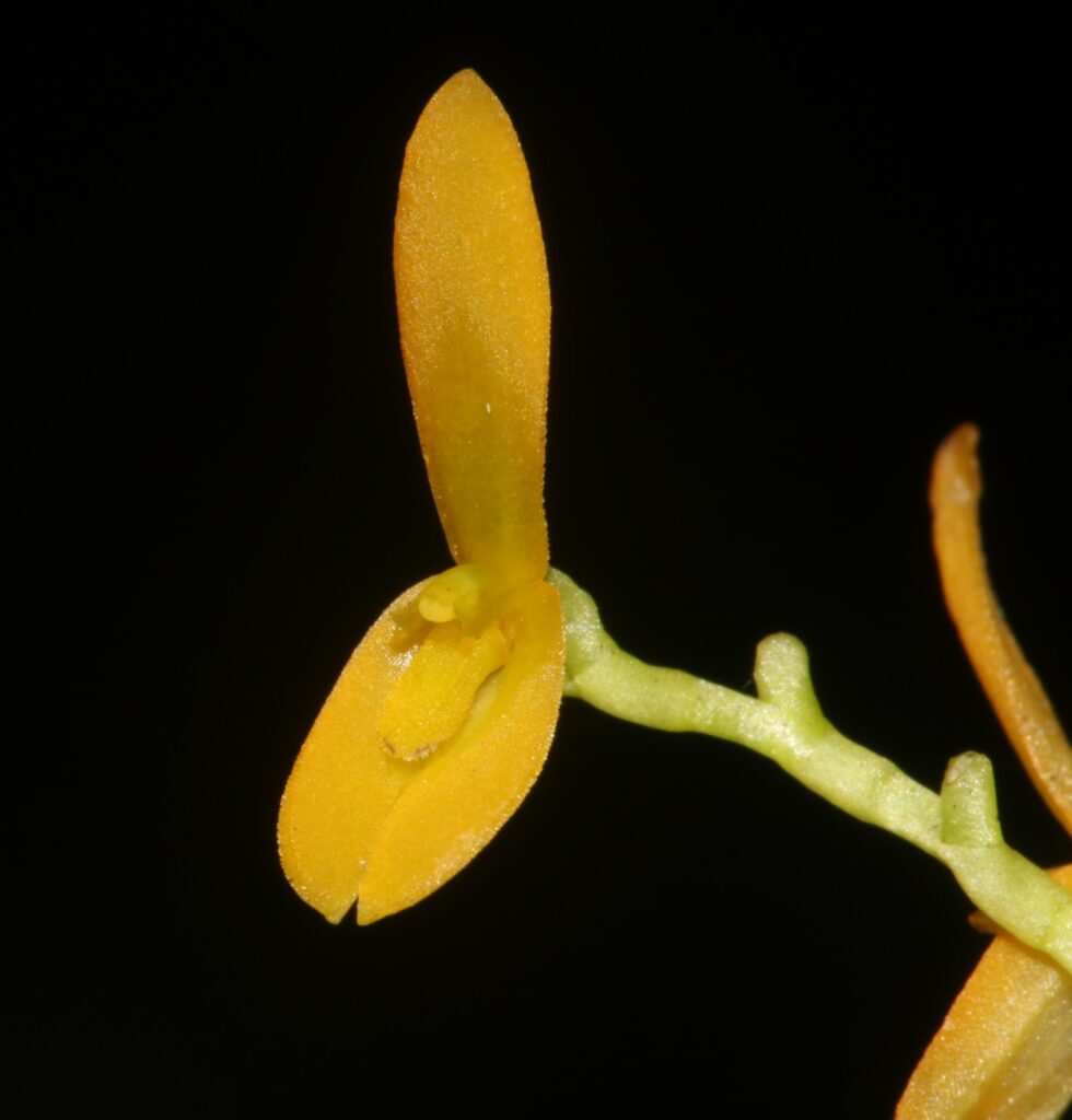 floración de pleurothallis