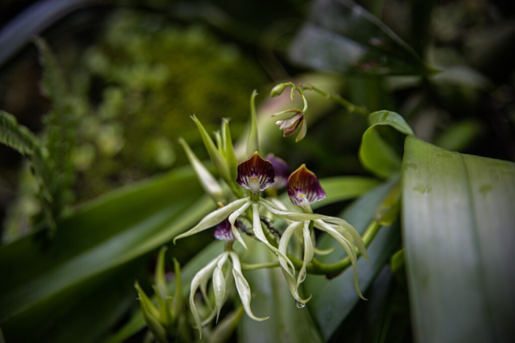 prosthechea en la naturaleza