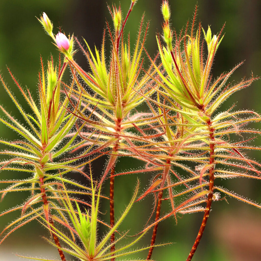 roridulas