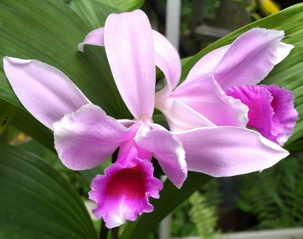 Orquídea Sobralia orquídeas rosas