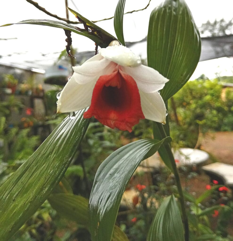 Orquídea Sobralia, cuidados de cultivo