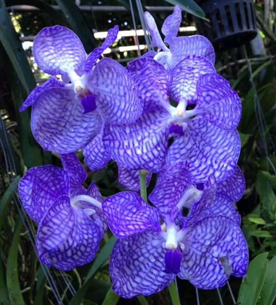 orquídea vanda floreciendo