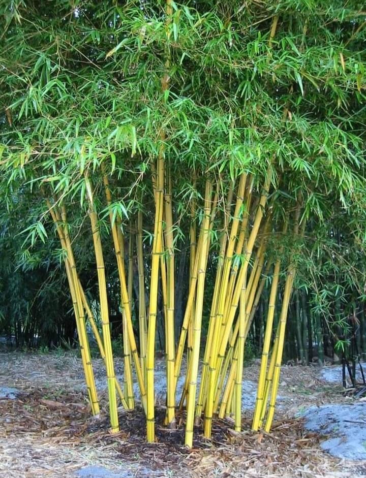 bambú dorado amarillo
