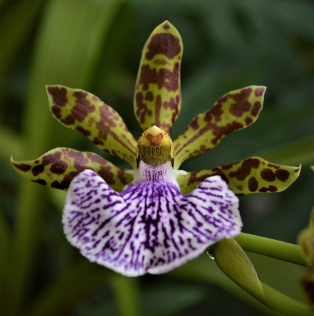 flor de orquídea zygopetalum