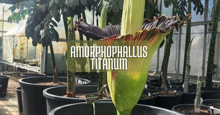 Amorphophallus titanum cultivo