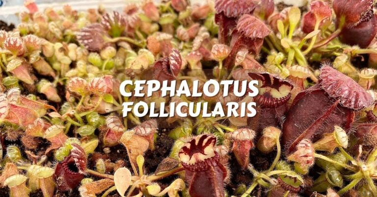 cephalotus follicularis cuidados y fotos