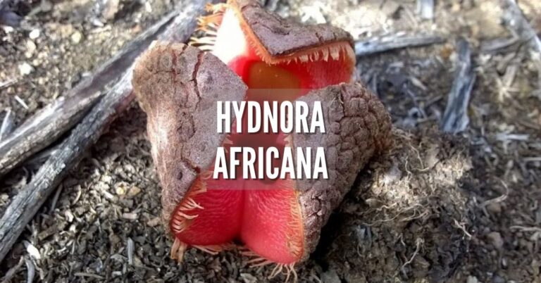 Hydnora africana cuidados y curiosidades