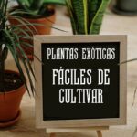 Plantas Exóticas fáciles de cultivar