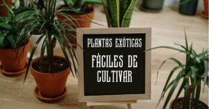 Plantas Exóticas fáciles de cultivar