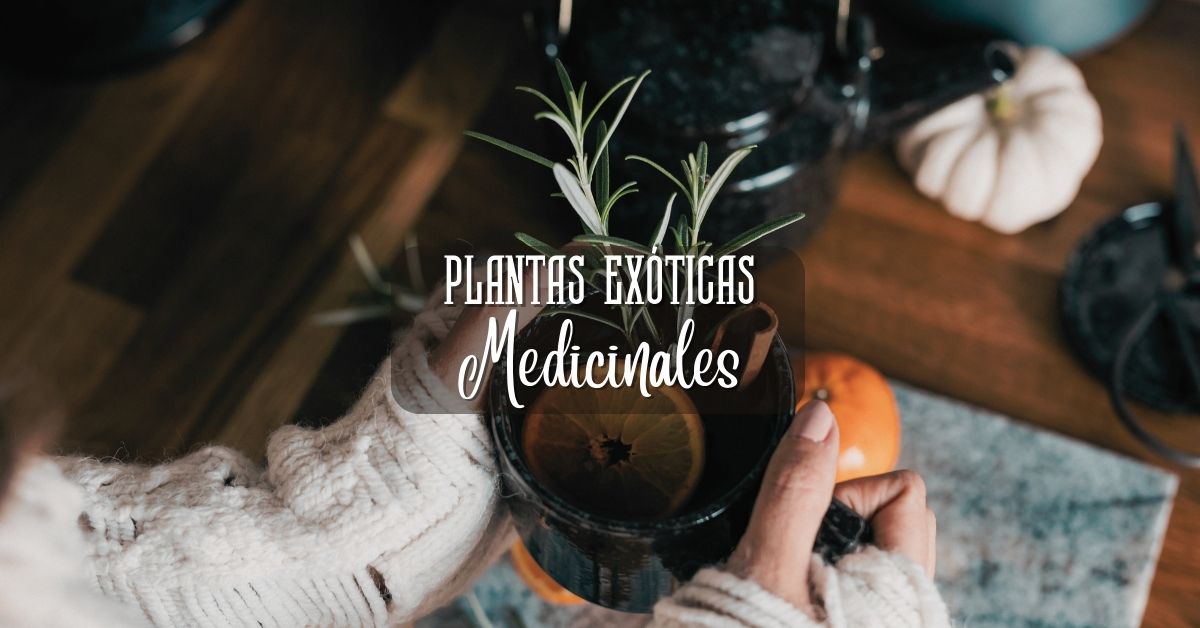 Plantas exóticas medicinales