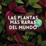 Las plantas más raras del mundo