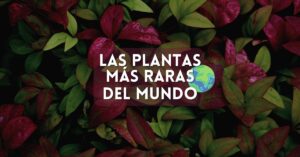 Las plantas más raras del mundo