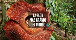 La flor más grande del mundo, rafflesia arnoldii