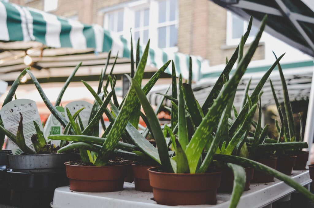 aloe vera planta exótica medicinal