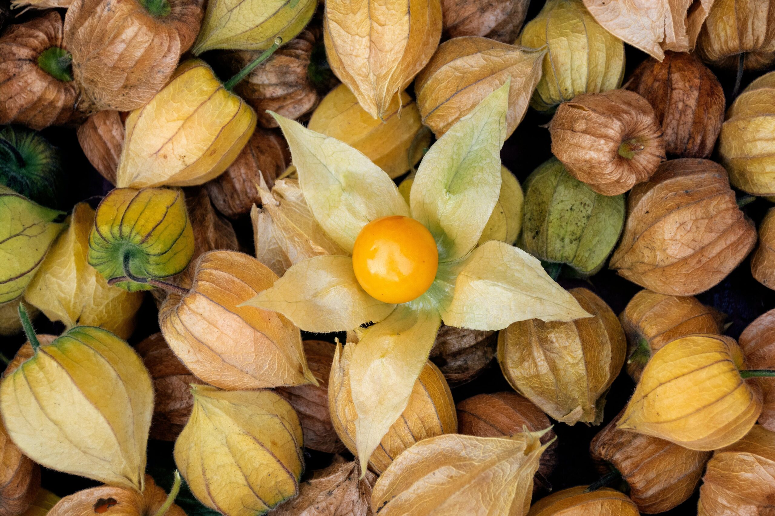 frutas exóticas nutritivas physalis