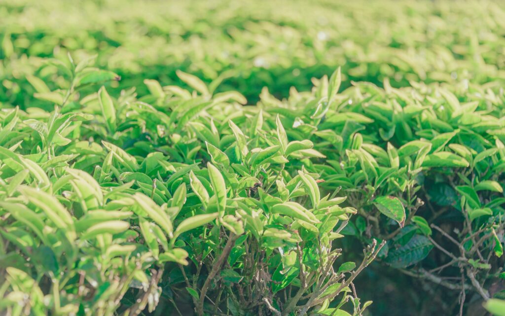 té verde plantas exóticas medicinales