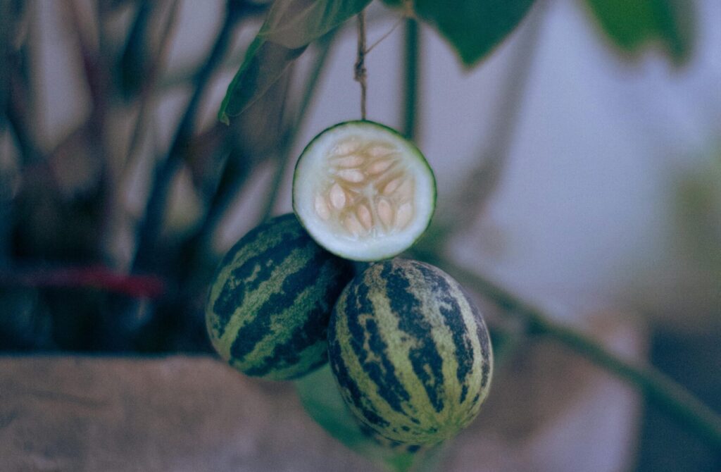 cucamelon frutas exóticas nutritivas