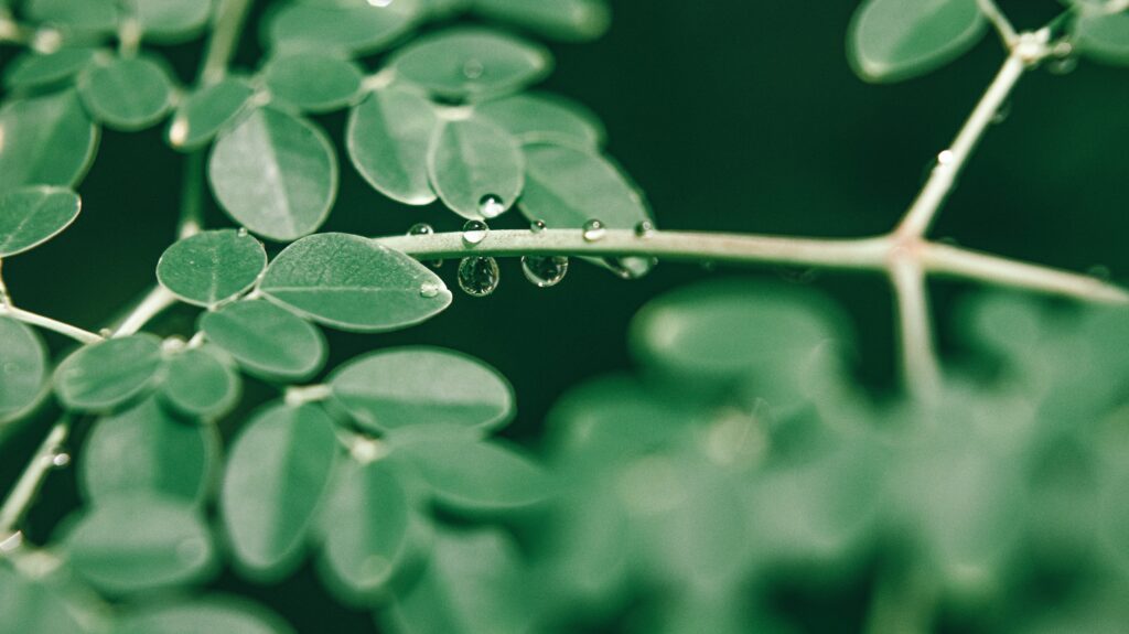 moringa árbol de la vida, planta exótica medicinal