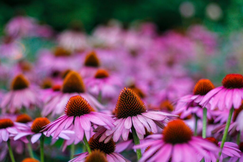 echinacea medicinal, plantas exóticas medicinales