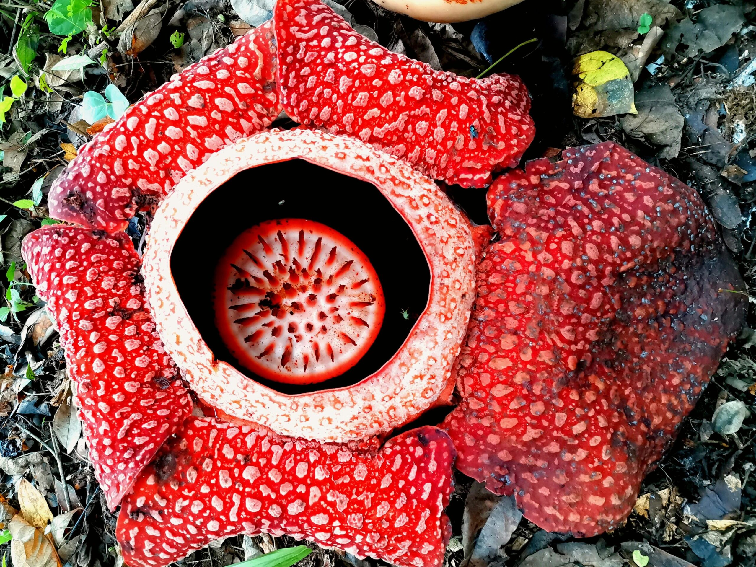 la flor más grande del mundo en su habitat natural