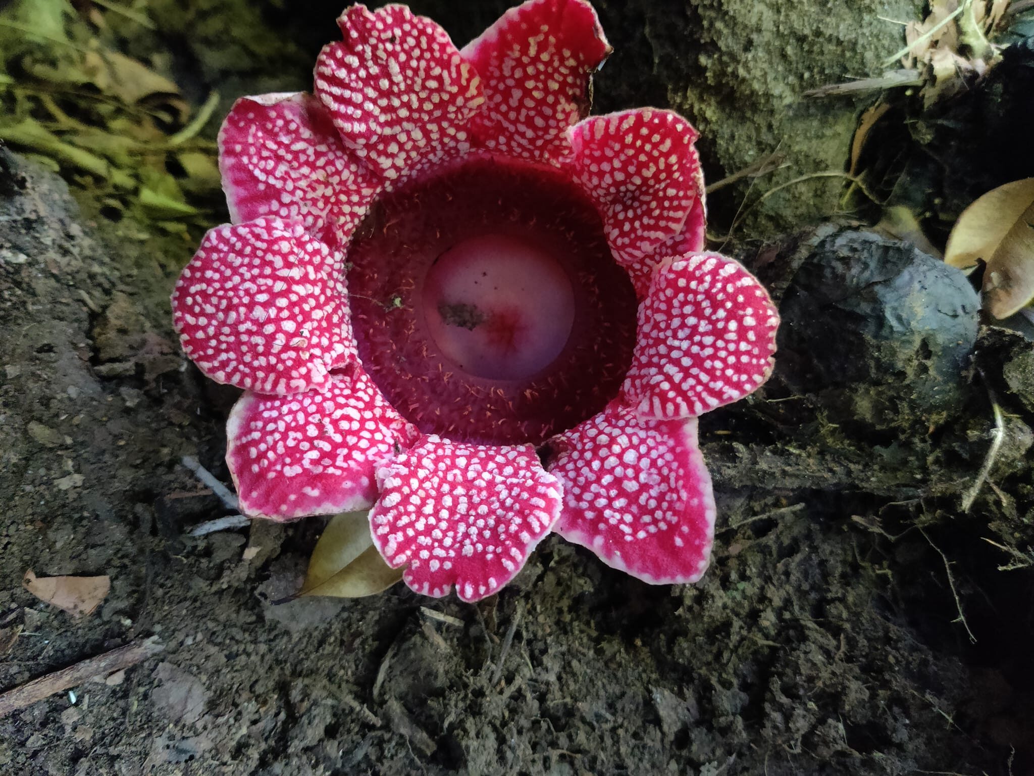 la flor más grande del mundo rafflesia arnoldii