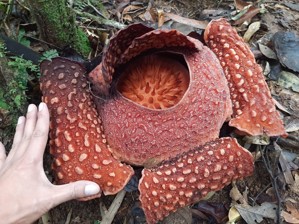 la flor más grande del mundo. rafflesia arnoldii en su habitat natural