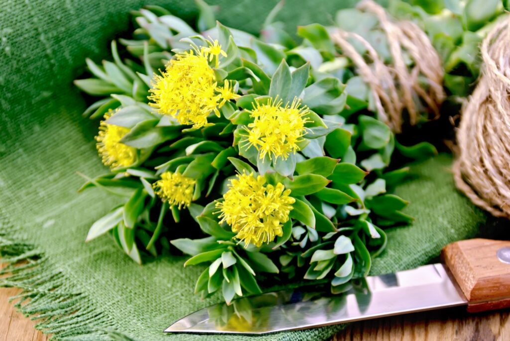 rhodiola rosea planta exótica medicinal