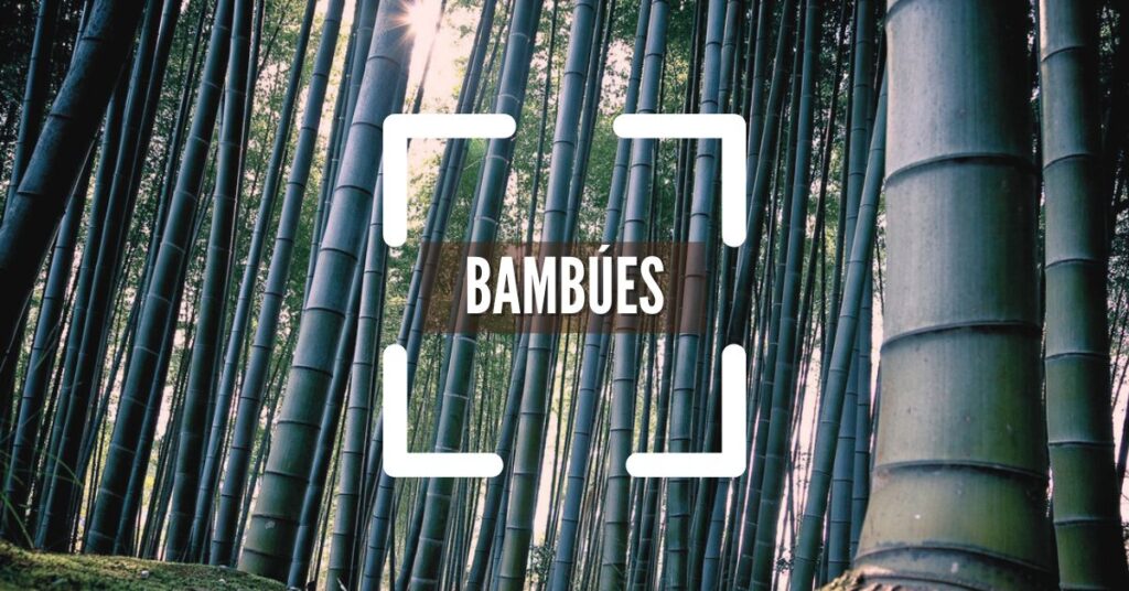 Bambú, tipos y cuidados