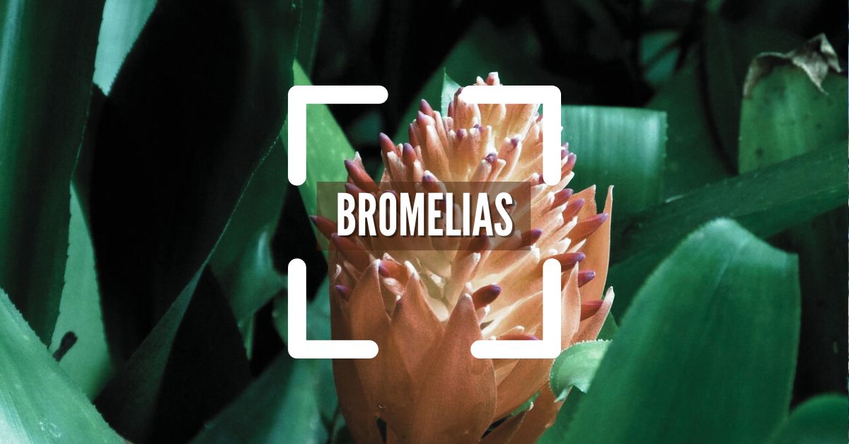 Bromelias, variedades curiosidades
