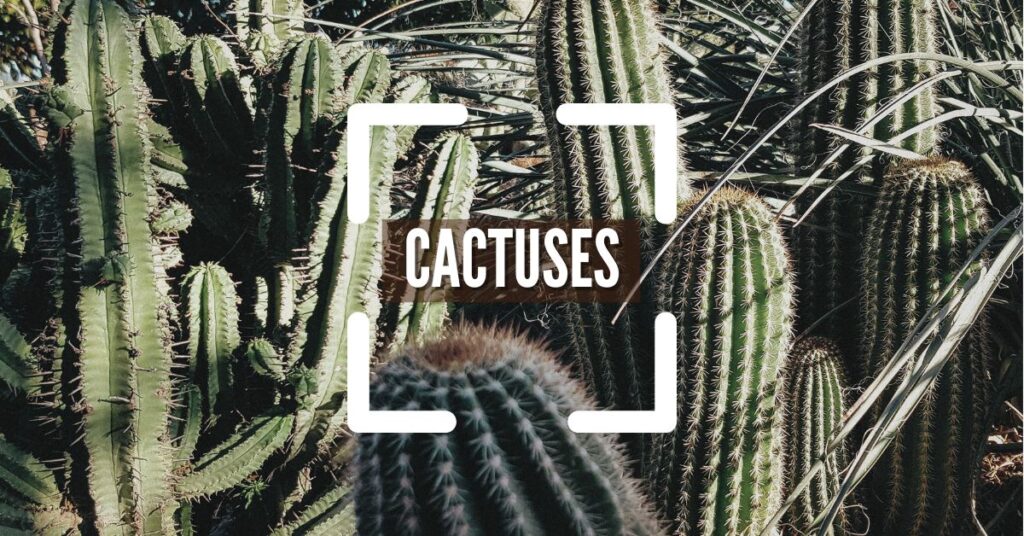 Cactuses, cuidados y variedades