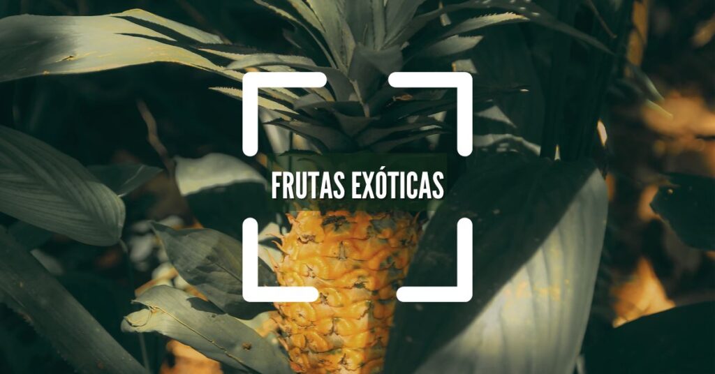 Frutas exóticas variedades