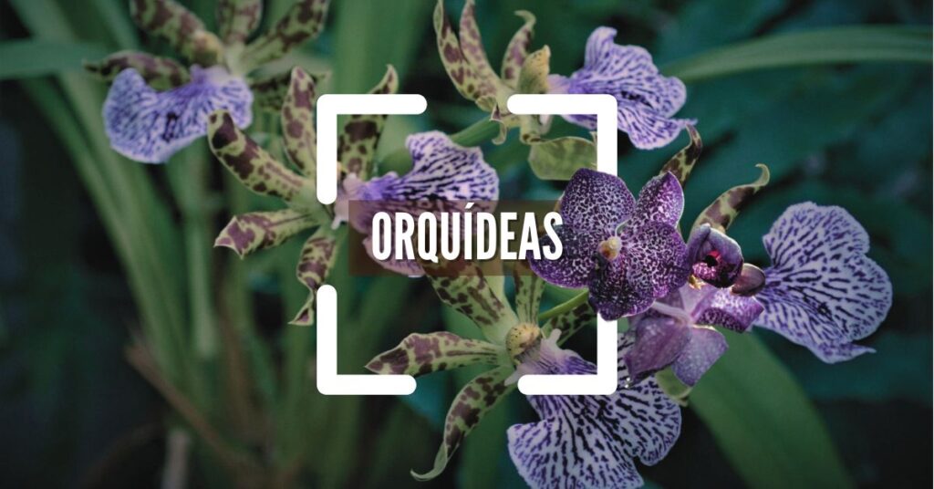Orquídeas cuidados. todos los tipos y variedades