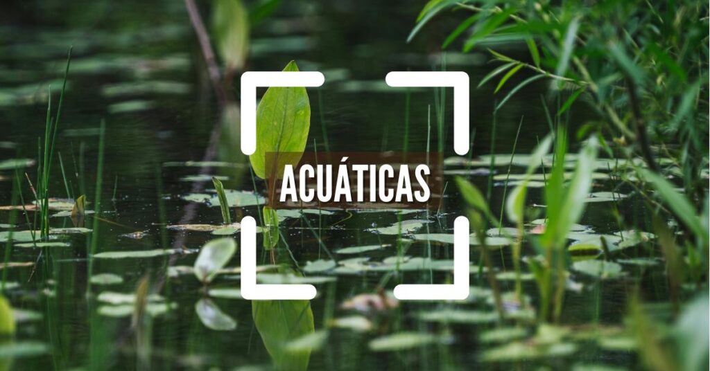 Plantas acuáticas, variedades y tipos