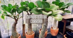 Cyphostemma currorii plantas exóticas