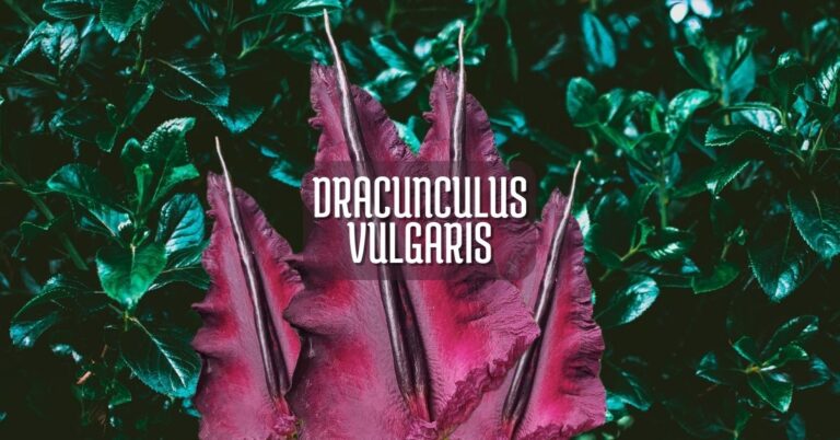 DRACUNCULUS VULGARIS