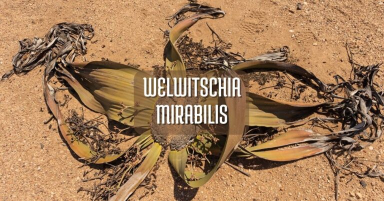 WELWITSCHIA MIRABILIS la planta mas lonjeva del mundo